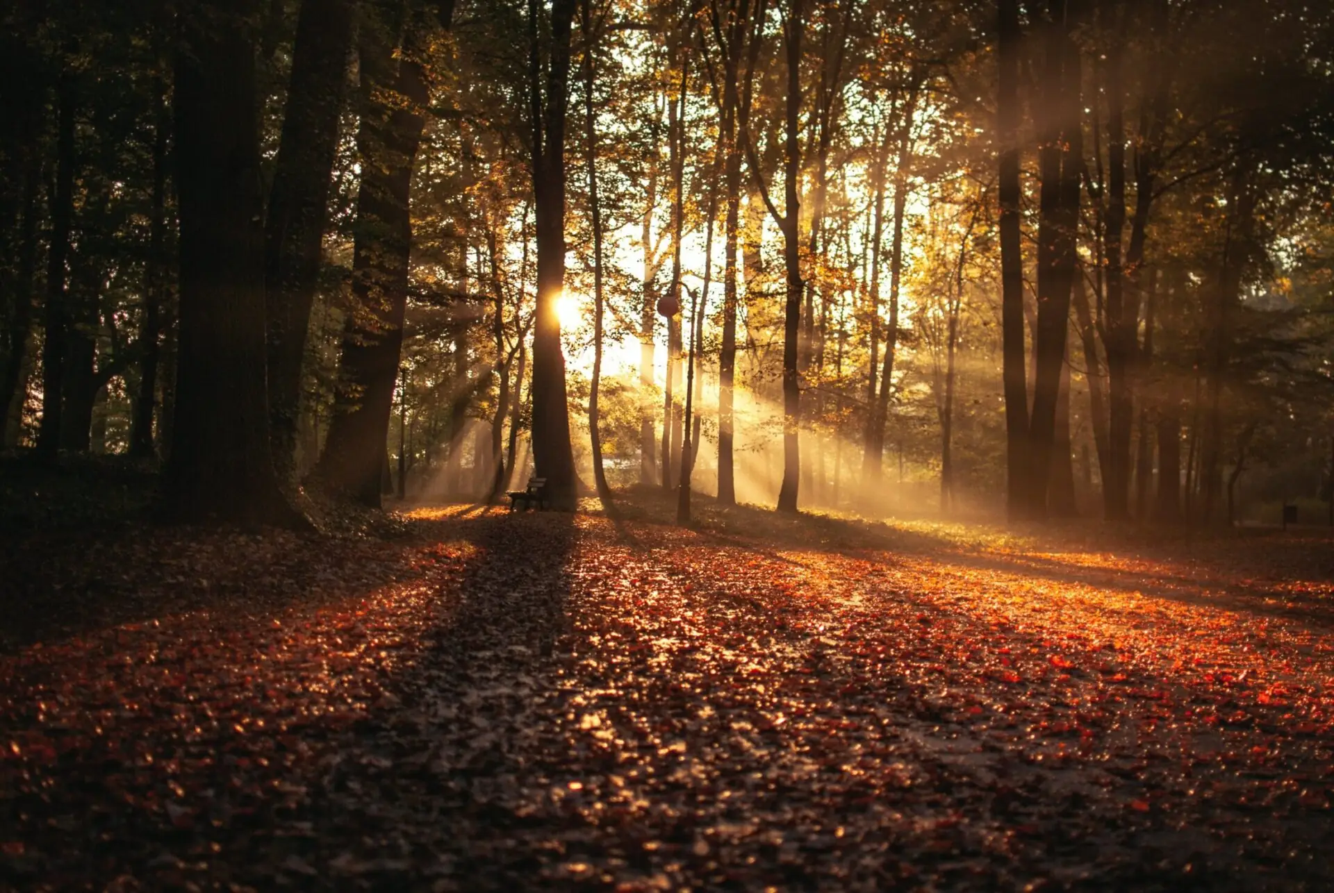 Autumn Sunlight