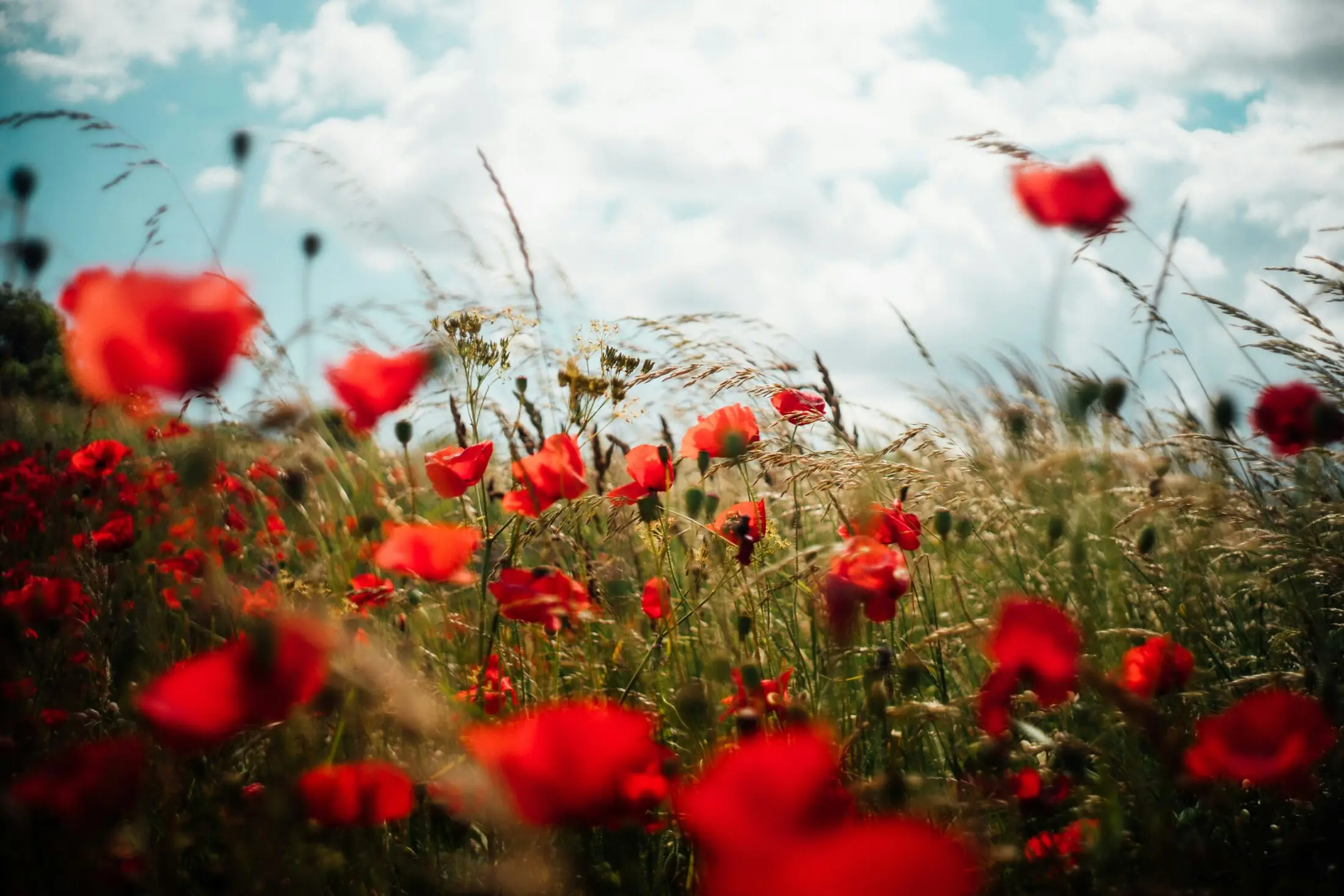 Poppy Field